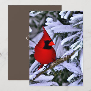 Winter Red Cardinal Thank You Card