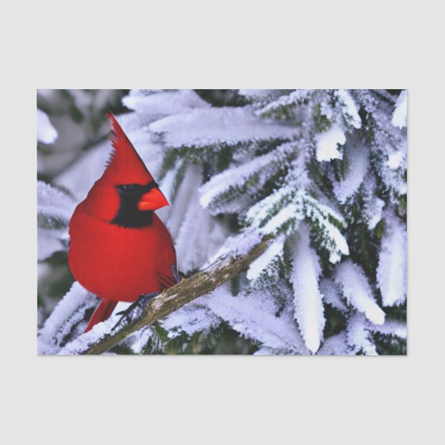 Winter Red Cardinal Tissue Paper (Front)