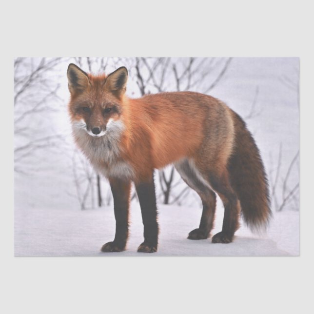 Winter Red Fox Tissue Paper (Front)