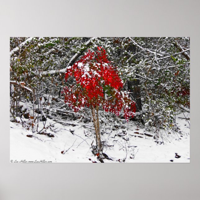 "Winter Red" Ornamental Bamboo In Snow Poster (Front)