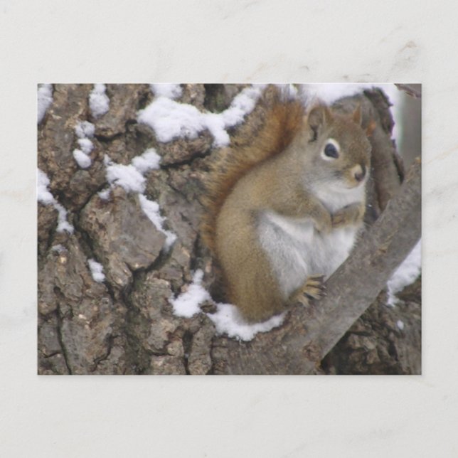 Winter Red Squirrel Postcard (Front)