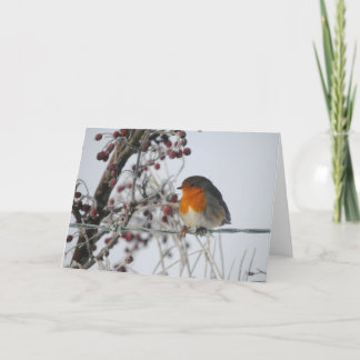 Winter Robin Holiday Card