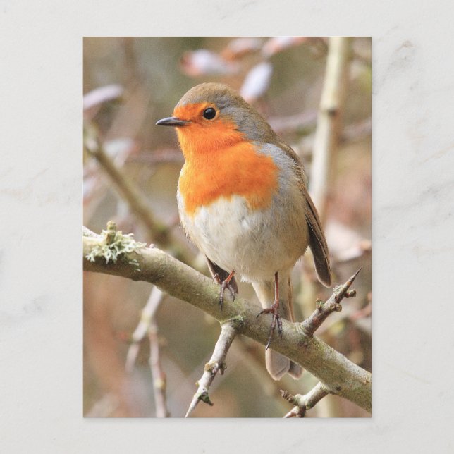 Winter Robin Redbreast Postcard (Front)