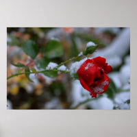 Winter Rose