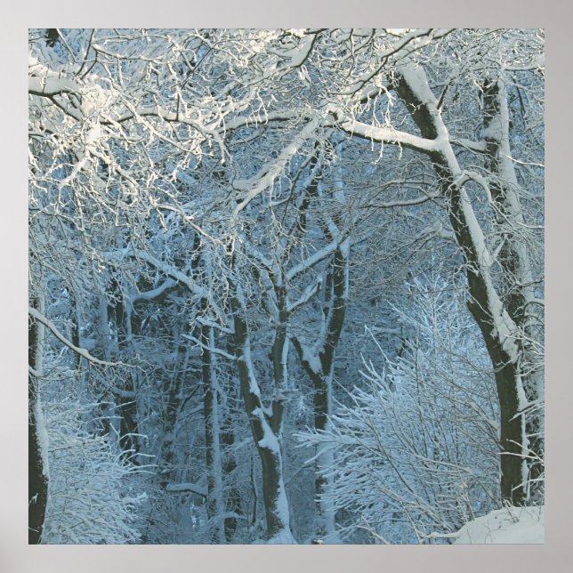 Winter Scene Winter Wonderland Snowy Background  Poster (Front)