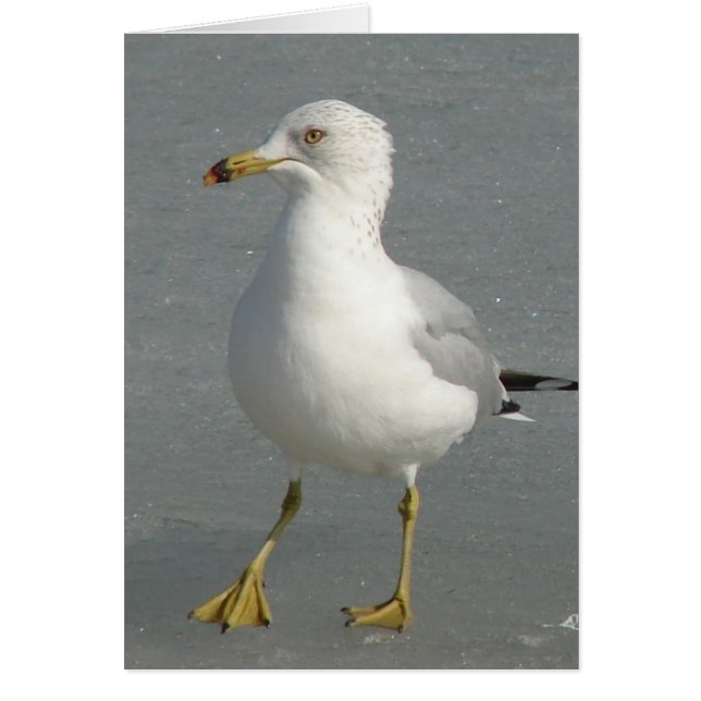 Winter Seagull (Front)