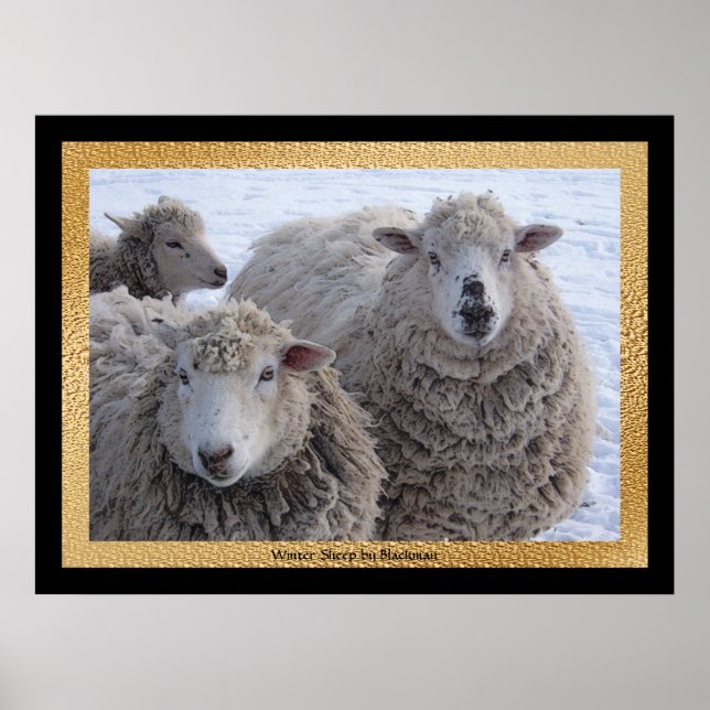 Winter Sheep Poster (Front)