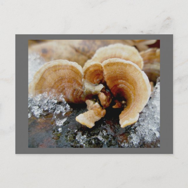 Winter Shelf Fungus Postcard (Front)