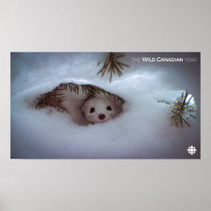 Winter - Short-Tailed Weasel Poster