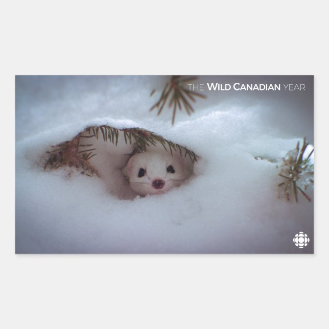 Winter - Short-Tailed Weasel Rectangular Sticker (Front)