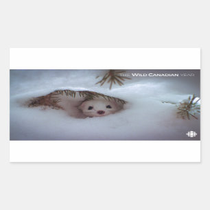 Winter - Short-Tailed Weasel Rectangular Sticker