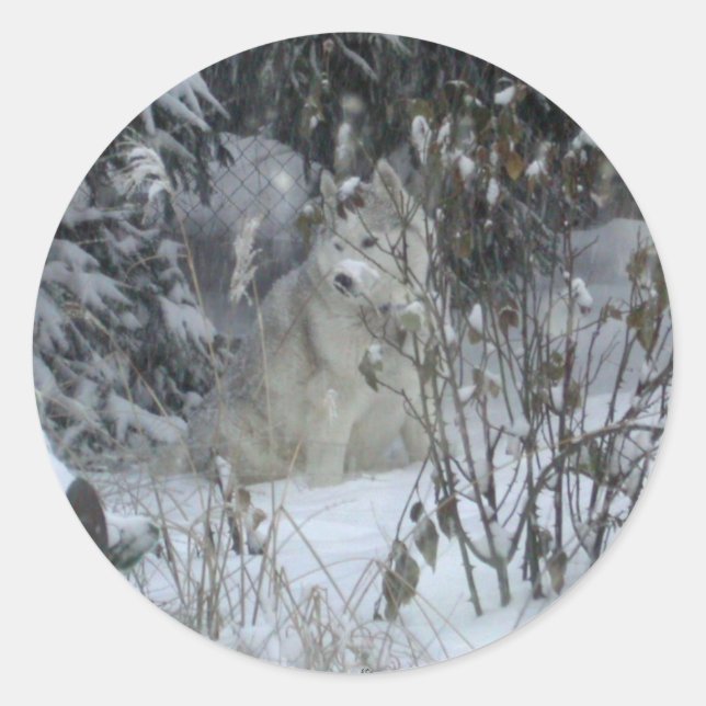 Winter Siberian Husky Sticker (Front)