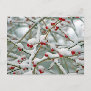 Winter Snow Berries Postcard