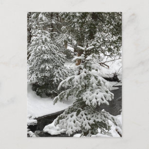 Winter Snow Cabin Fever Creek Forest Outdoors Hike Holiday Postcard