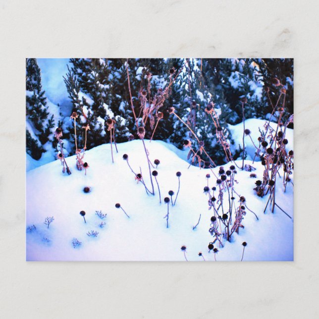 Winter Snow Flower Heads Trees Nature  Postcard (Front)