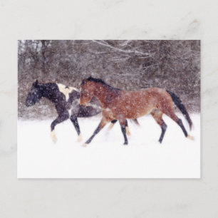 Winter Snow Horses in Barn Postcard