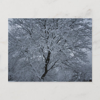 Winter Snow on a Tree Postcard