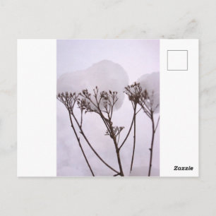 Winter Snow Photo Postcard