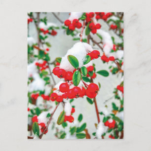 Winter Snow Red Berries Postcard