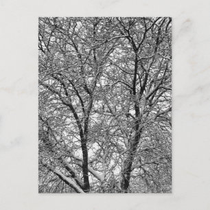 Winter Snow Tree Branches Photograph Postcard