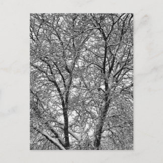 Winter Snow Tree Branches Photograph Postcard