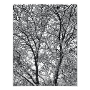 Winter Snow Tree Branches Photograph Print