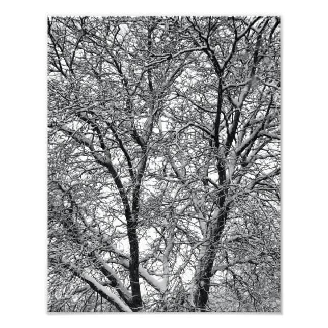 Winter Snow Tree Branches Photograph Print (Front)