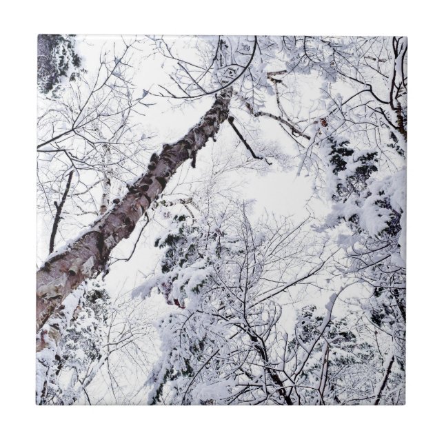 Winter Snow Trees Forest 1 Ceramic Tile (Front)