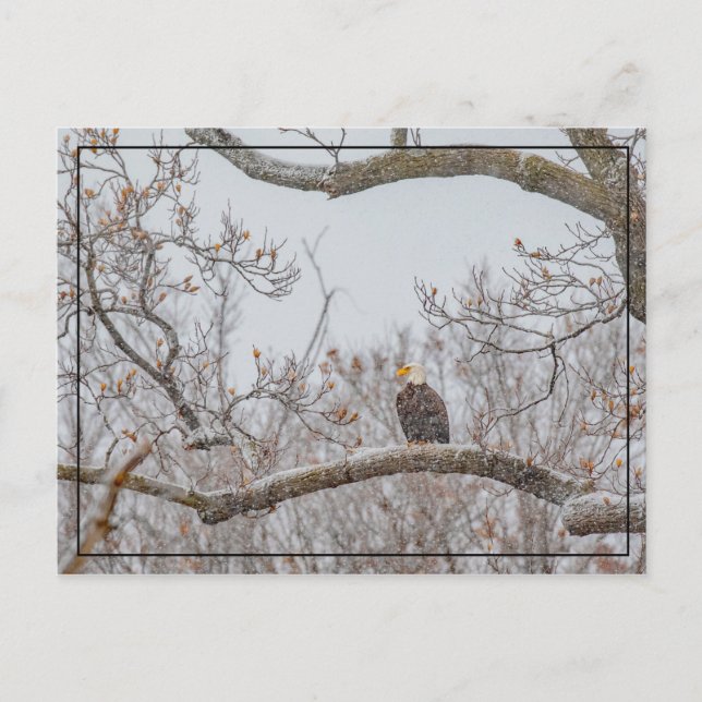 Winter Snow With Eagle Postcard (Front)