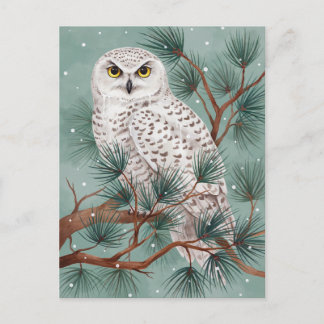 Winter Snowy Owl in Pine Tree Art Postcard