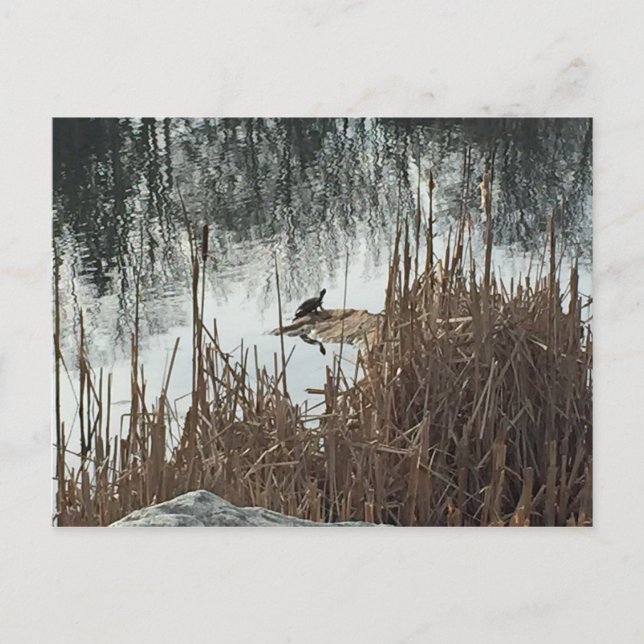 Winter Solstice Postcard (Front)