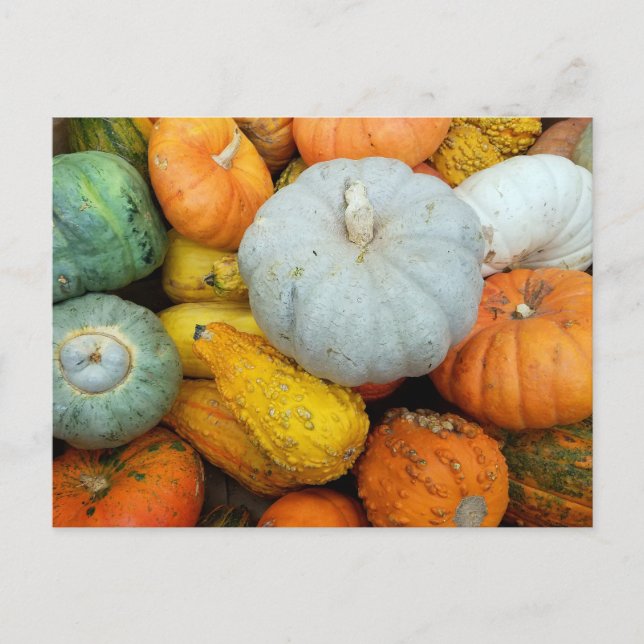 WINTER SQUASH POSTCARD (Front)
