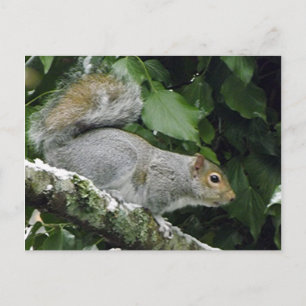 Winter Squirrel #2 Postcard