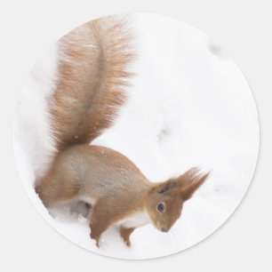 Winter Squirrel Classic Round Sticker