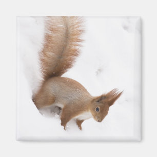 Winter Squirrel Magnet