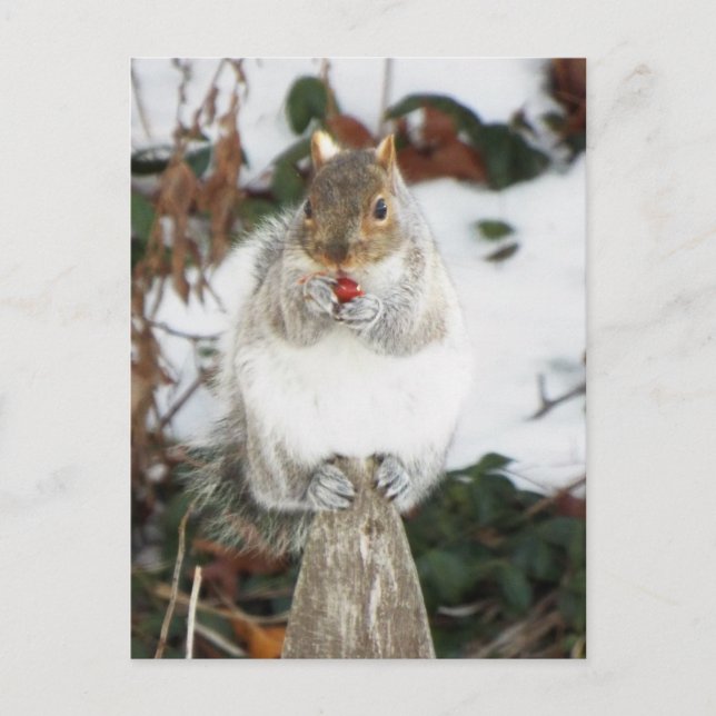 Winter Squirrel  Postcard print (Front)