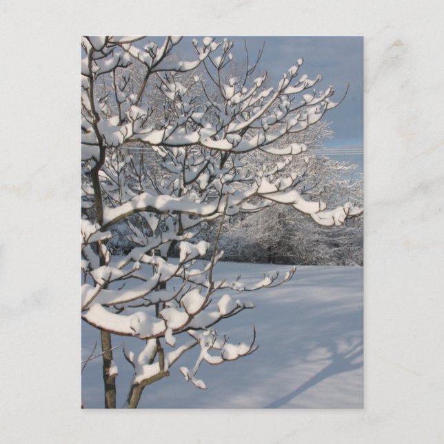 Winter Storm Postcard (Front)