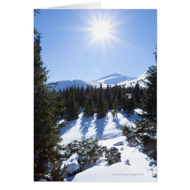 Winter sun 5 (Front)