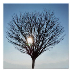 winter sun poster