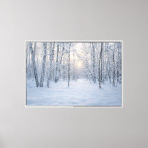 Winter Sunlight in Quiet Birch Forest