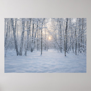Winter Sunlight in Quiet Birch Forest Poster