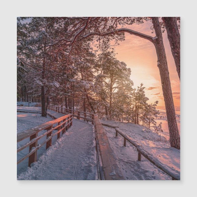 Winter sunset in pine forest near sea (Front)