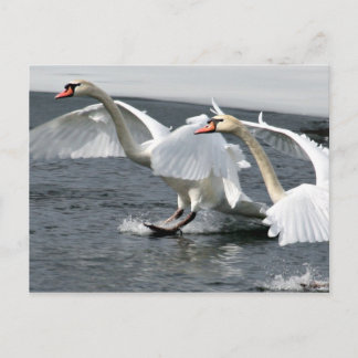 Winter Swans Landing Postcard