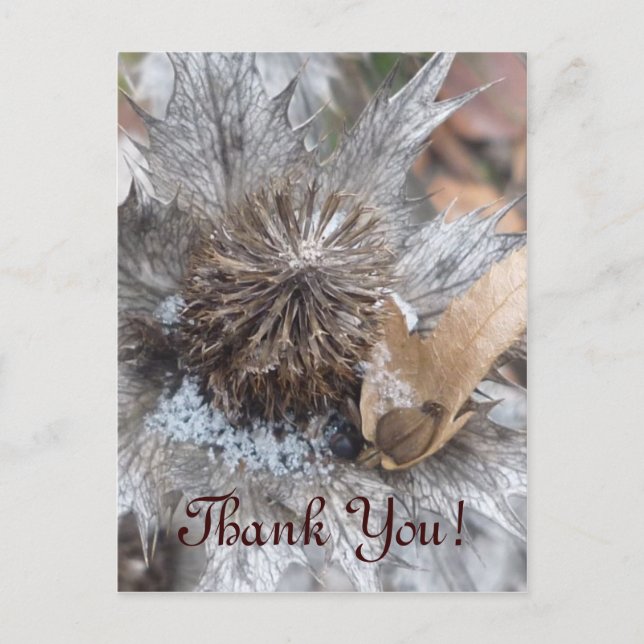 Winter Thistle- Thank Yuu Card (Front)