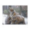 Winter Tiger Cuddle
