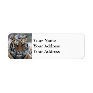 Winter Tiger Portrait Return Address Label