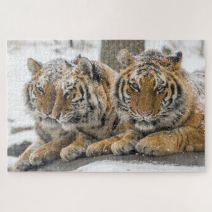 Winter Tigers Cuddle in Snow Jigsaw Puzzle