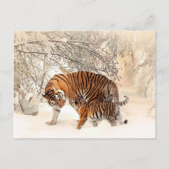 Winter Tigers postcard (Front)