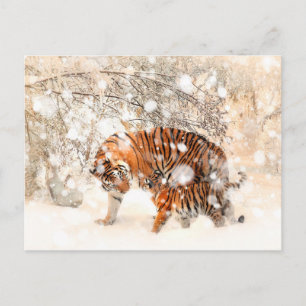 Winter tigers postcard