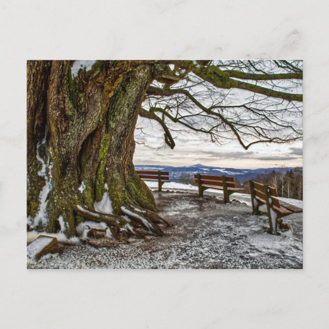 Winter Tree and Benches Postcard (Front)